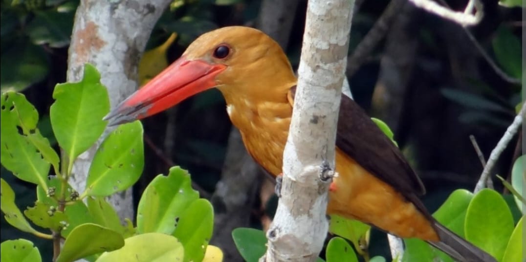 Brown-winged Kingfisher