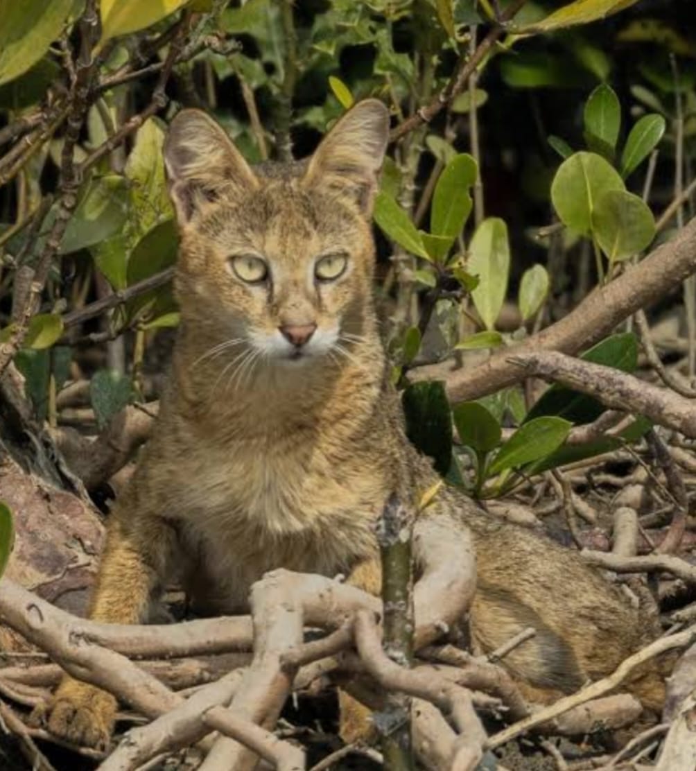Fishing Cat