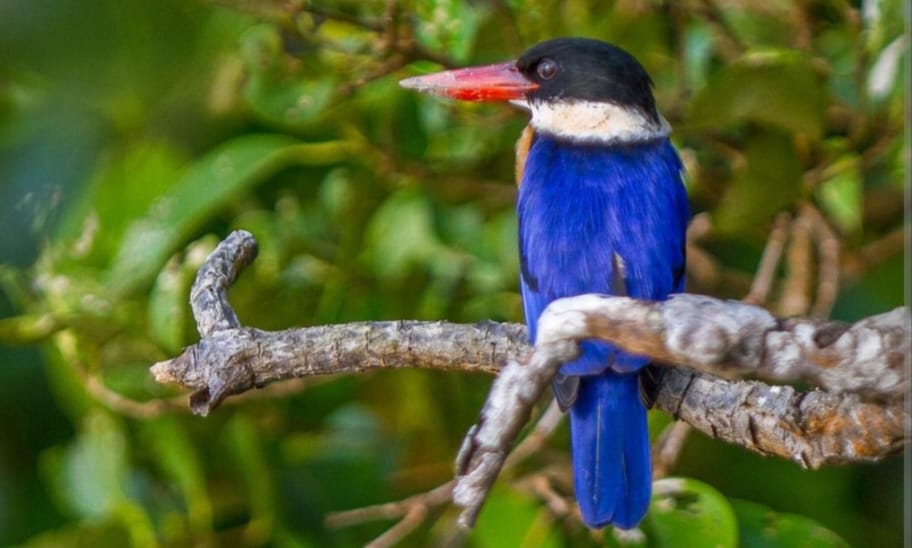 Kingfisher
