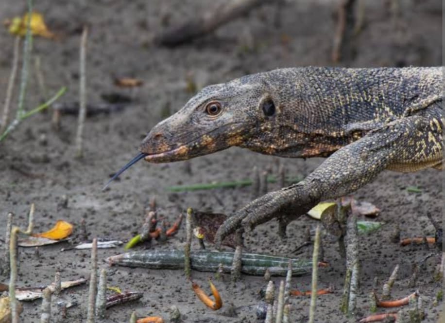 Monitor Lizard