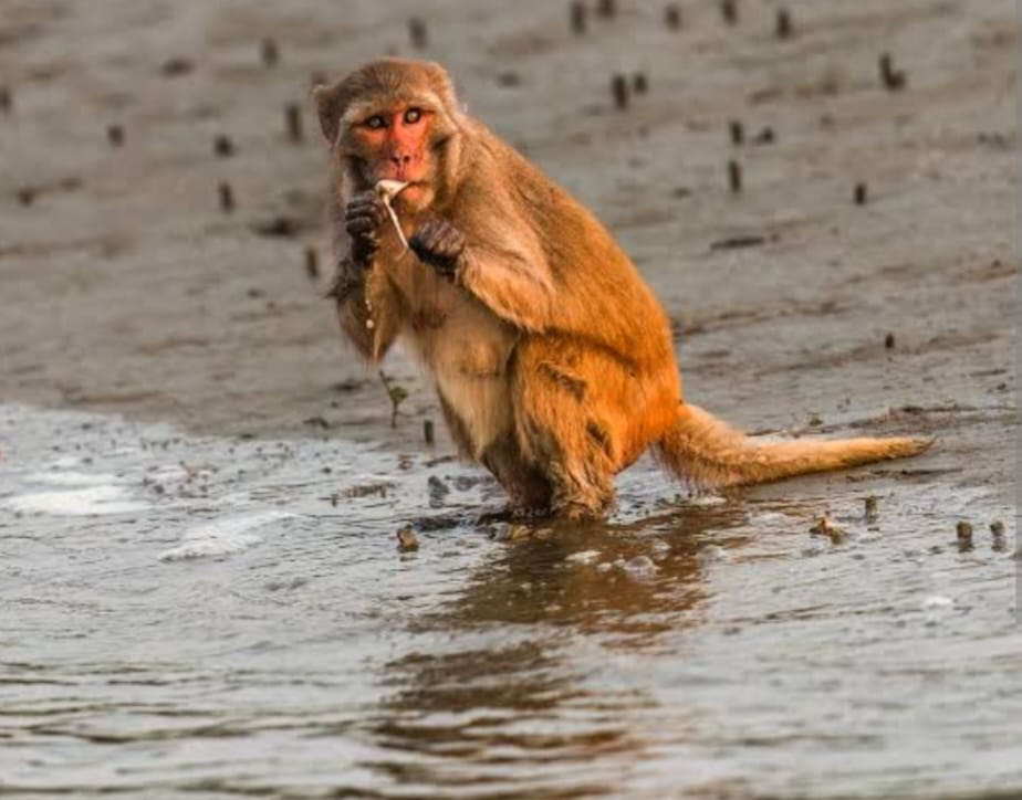 Rhesus Macaque