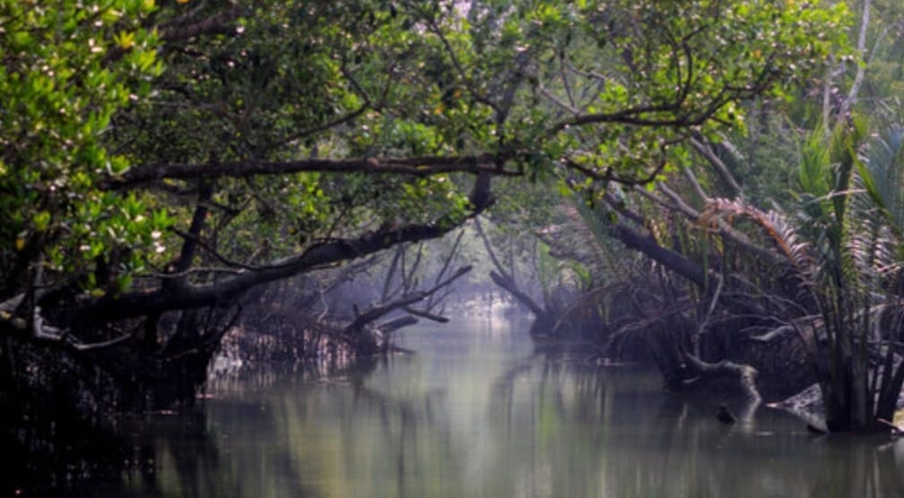 Sundarban mangrove forest