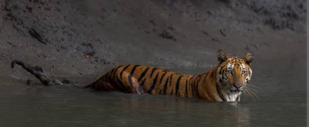 Royal Bengal Tiger